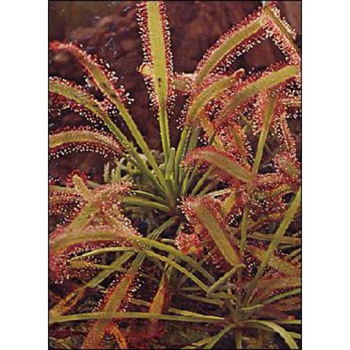 Carnivorous plants seeds - 12702 Drosera capensis