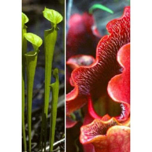 Carnivorous plants seeds - 12704 Sarracenia purpurea - Sarracenia flava mix