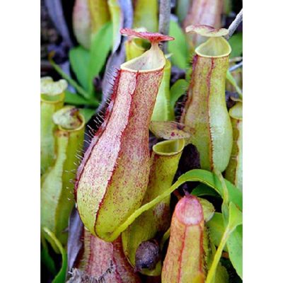 Σπόροι σαρκοφάγων φυτών - 12706 Nepenthes gracilis