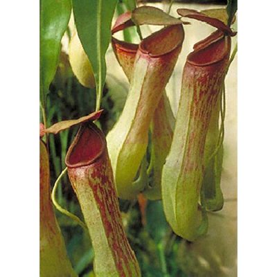 Σπόροι σαρκοφάγων φυτών - 12707 Nepenthes khasiana