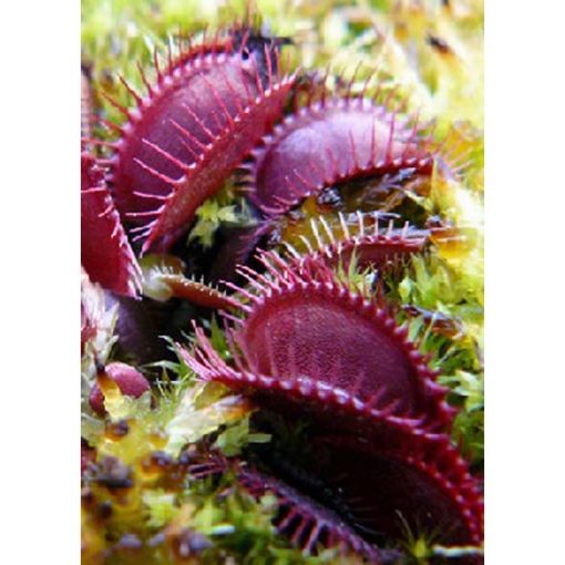 Carnivorous plants seeds - 12713 Dionaea muscipula "Claytons Volcanic-Red"