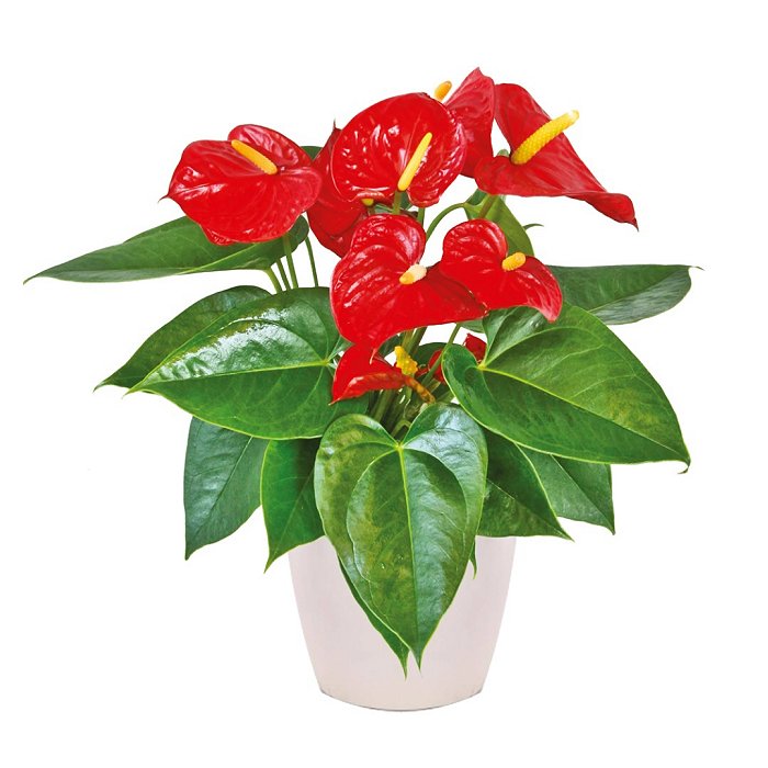 Anthurium