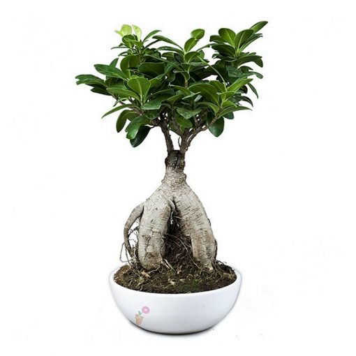 Bonsai Ficus (Retusa Ginseng)