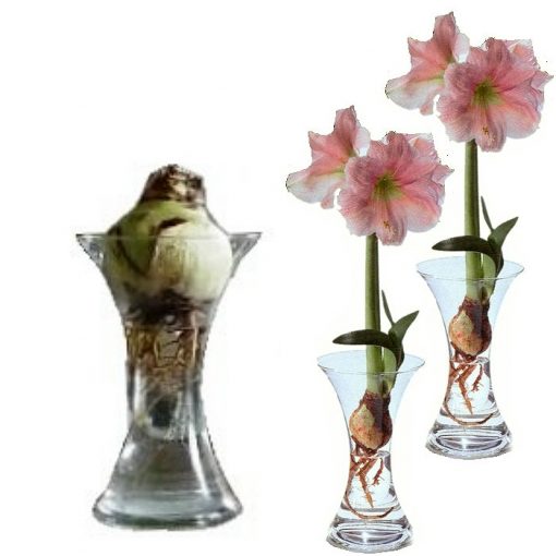 Bulbs in water - Amaryllis (set of 2 pieces)