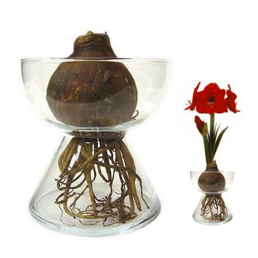 Bulbs in water - Amaryllis (red)