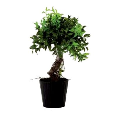 Τεχνητό φυτό - Bonsai 311520
