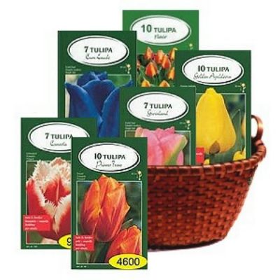 Bulbs in basket Tulips