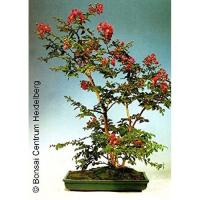 Bonsai Seeds – 14210 Lagerstroemia indica violacea