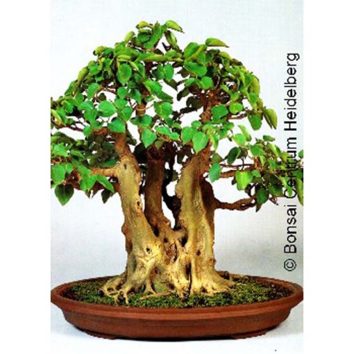 Bonsai Seeds – 14221 Ficus religiosa