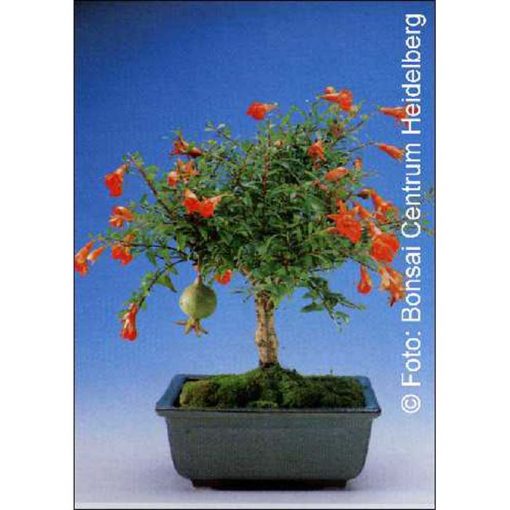 Bonsai Seeds – 14350 Punica granatum nana