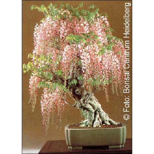 Bonsai Seeds – 14360 Wisteria floribunda