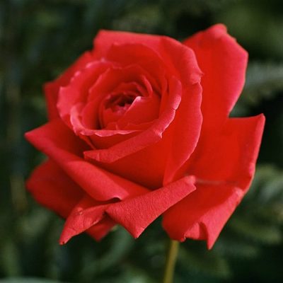 Bare-rooted rose VLP201 - Red Dance