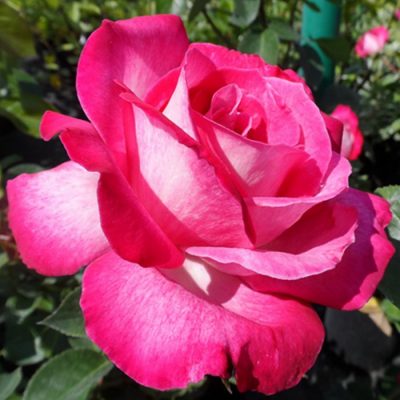Bare-rooted rose VLP203 - Gaujard