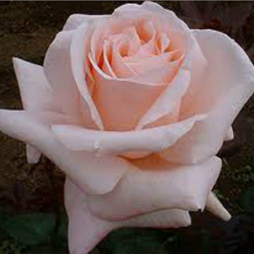 Bare-rooted rose VLP205 - Carla