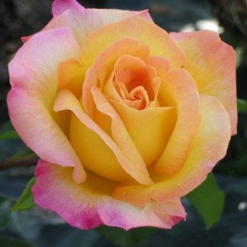Bare-rooted rose VLP207 - Gioia