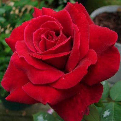Bare-rooted rose VLP330 - Mr. Lincoln