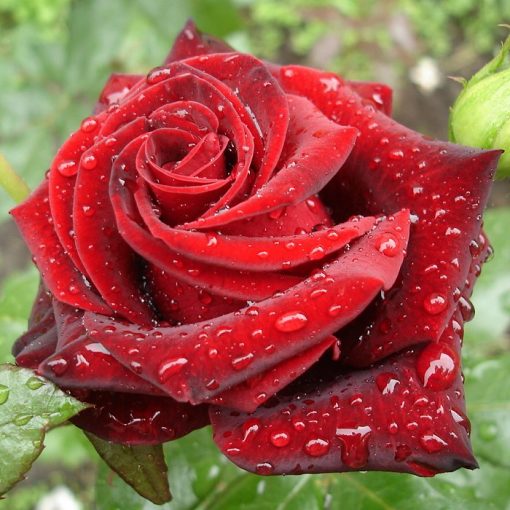 Bare-rooted rose VLP332 - Crimson Glory