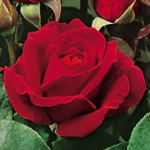 Bare-rooted rose VLP342 - Rosso Scarlatto