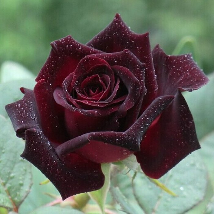 Bare-rooted rose VLP401 - Rosa Nera - Valentine E-shop