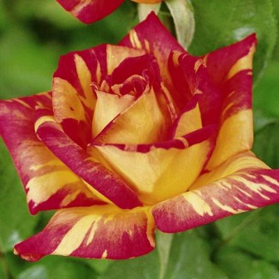 Bare-rooted rose VLP413 - Caribia