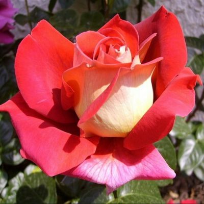 Bare-rooted rose VLP416 - Kronenburg