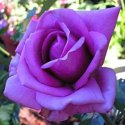 Bare-rooted rose VLP417 - Eminence