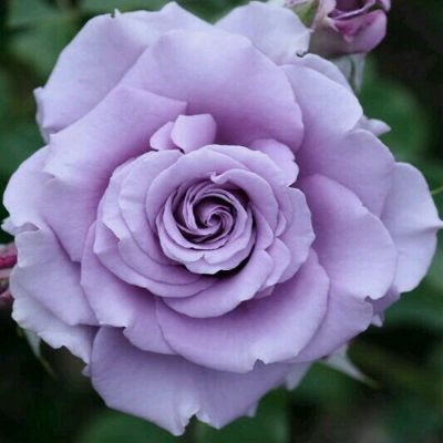 Bare-rooted rose VLP443 - Mauve Melodia