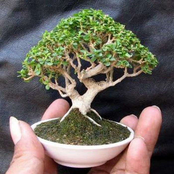 BONSAI FENG SHUI Valentine