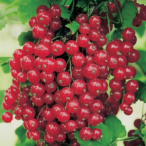 Bare-rooted fruitful shrub - Redcurrant (Ribes) 853