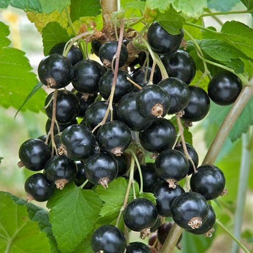 Bare-rooted fruitful shrub - Blackcurrant (Ribes) 852