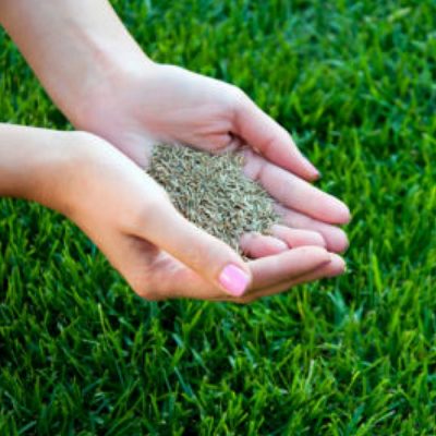 Lawn seeds