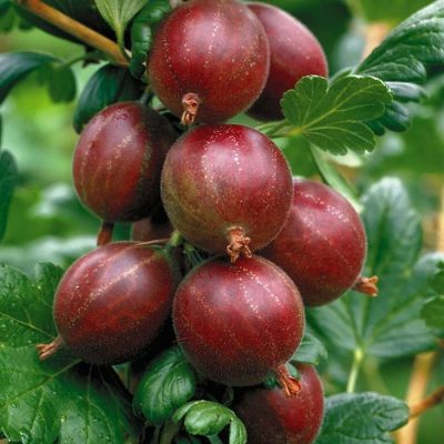 Bare-rooted fruitful shrub - Gooseberry Red (Uva Spina) 855