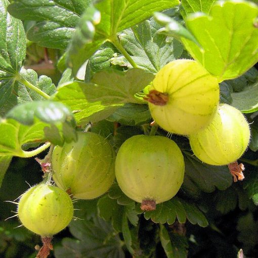 Bare-rooted fruitful shrub - Gooseberry white (Uva Spina) 854