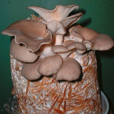 Mushrooms seeds