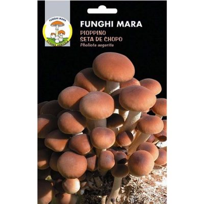 Edible mushroom seeds (micelium) M03 PIOPPINO (Pholiota Aegerita)
