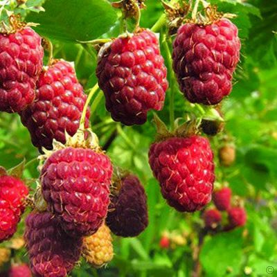 Bare-rooted fruitful shrub - Raspberry red (Rubus) 857
