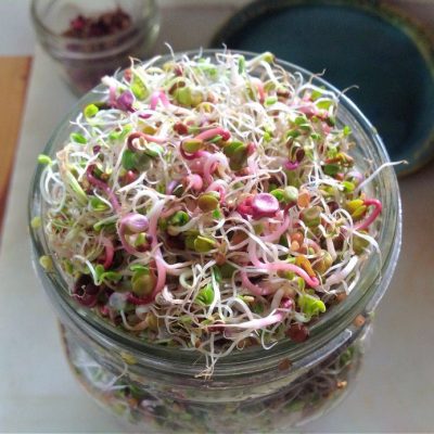 Organic sprouting seeds