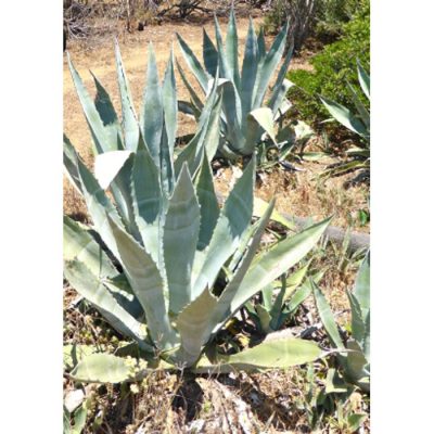 Cacti and Succulents Seeds - 12958 Agave americana