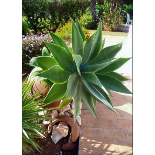 Cacti and Succulents Seeds -  12991 Agave attenuata