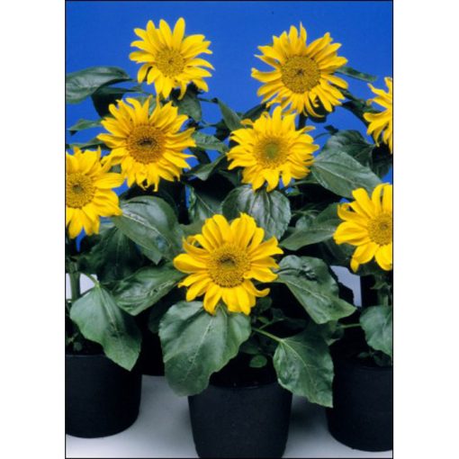 Sunflower Seeds – 13048 Sunspot (Helianthus annuus)