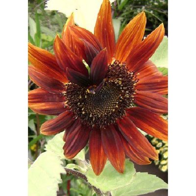 Sunflower Seeds – 13050 Sundowner (Helianthus annuus)