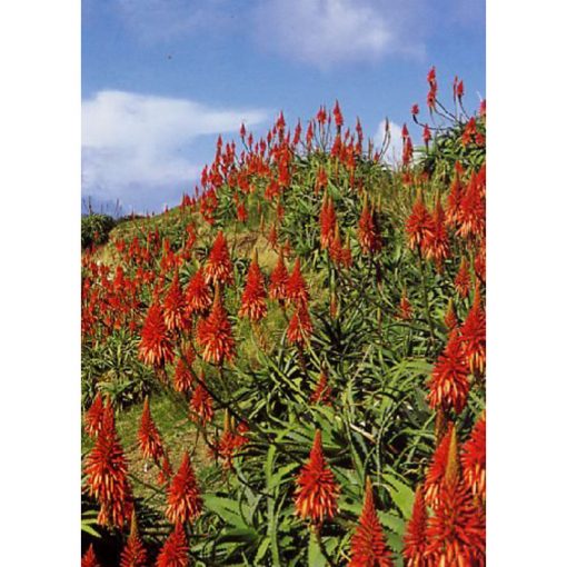 Cacti and Succulents Seeds - 13186 Aloe arborescens