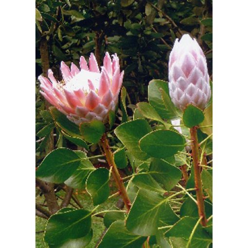 13719 Protea cynaroides 'Pink'