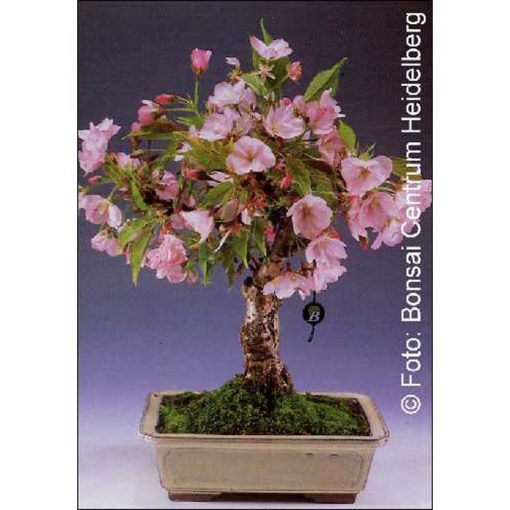 Σπόροι Bonsai – 14372 Prunus serulata