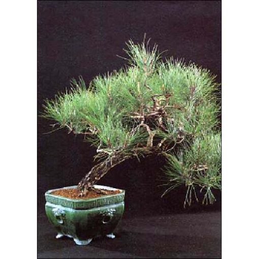 Bonsai Seeds – 14918 Pinus pinea