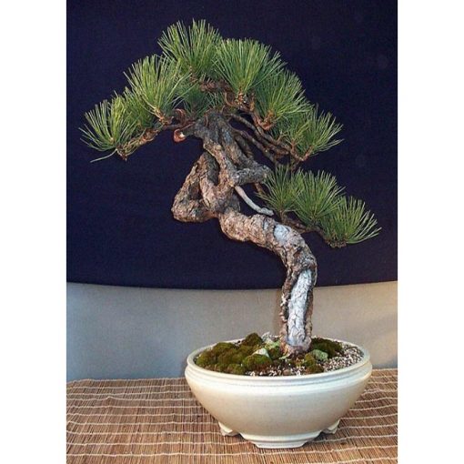 Σπόροι Bonsai – 14947 Pinus ponderosa
