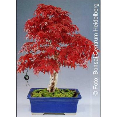 Bonsai Seeds – 14952 Acer palmatum atropurpureum