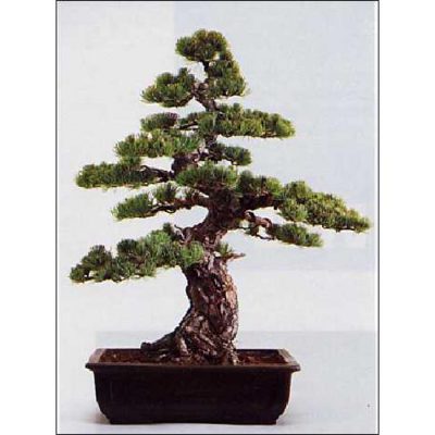 Σπόροι Bonsai – 14969 Pinus paviflora
