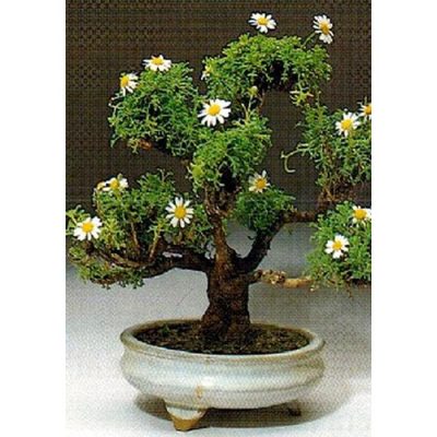 Σπόροι Bonsai – 14973 Argyranthemum foeniculaceum