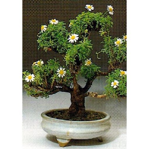 Bonsai Seeds – 14973 Argyranthemum foeniculaceum